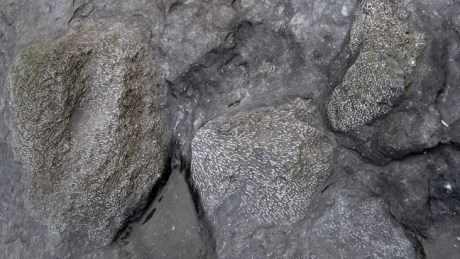 Malahide,Dublin, Ireland, February 2016 © Tom O' Connor 2016