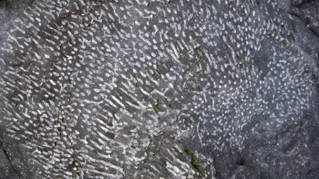 Malahide,Dublin, Ireland, February 2016 © Tom O' Connor 2016