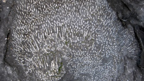 Malahide,Dublin, Ireland, February 2016 © Tom O' Connor 2016