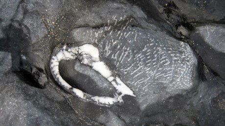 Malahide,Dublin, Ireland, February 2016 © Tom O' Connor 2016