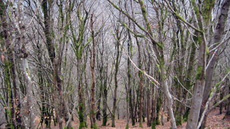 Wicklow, Ireland, March 2016 © Tom O' Connor 2016