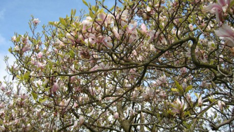 Kilruddery House, Ireland, May 2016