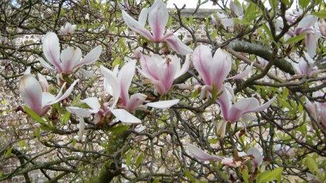 Kilruddery House, Ireland, May 2016