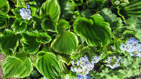 Kilruddery House, Ireland, May 2016