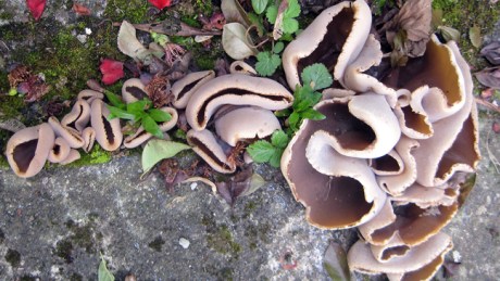 Alexandra Terrace, Dublin, April 2017