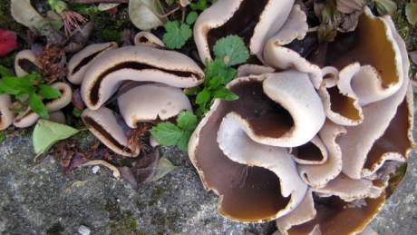 Alexandra Terrace, Dublin, April 2017