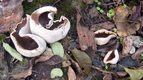 Alexandra Terrace, Dublin, April 2017