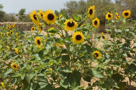 Ggantija, Gozo, Malta, July 2018