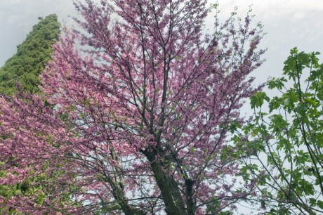 Casa del Chapiz, Granada, Spain, April 2019
