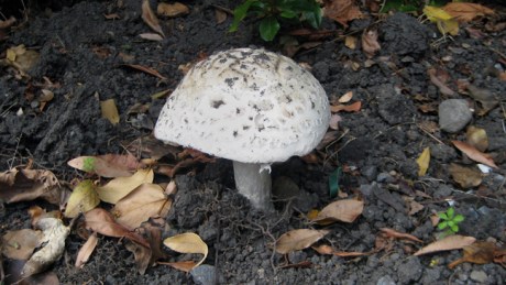 Clyde Road, Dublin, July 2019