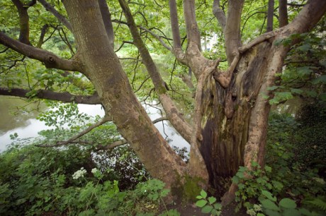 Brig o' Balgownie, Aberdeen, Scotland, July 2019 © Tom O'Connor 2019