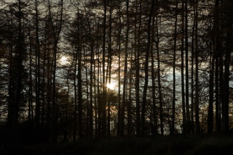 Blessington, Wicklow, Ireland, November 2019 © Tom O'Connor 2019