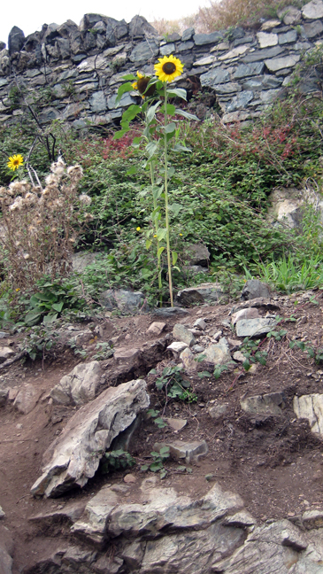 Bray Head, Wicklow, September 2019 © Tom O'Connor 2019