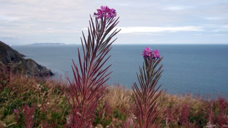 Bray Head, Wicklow, September 2019 © Tom O'Connor 2019
