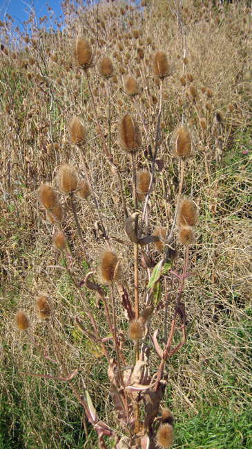 Irishtown , Dublin, September 2019 © Tom O'Connor 2019