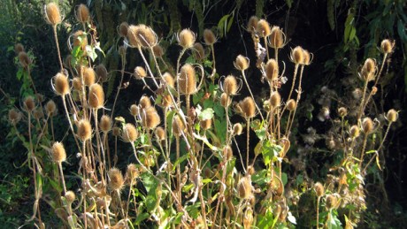 Irishtown , Dublin, September 2019 © Tom O'Connor 2019