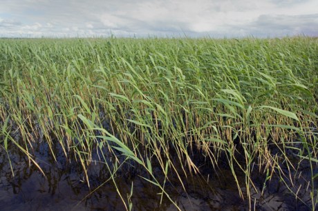 Lough Ennel, Westmeath, Ireland, June 2019 © Tom O'Connor 2019
