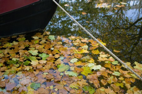 Mespil Road, Grand Canal, Dublin, Ireland, November 2019 © Tom O'Connor 2019
