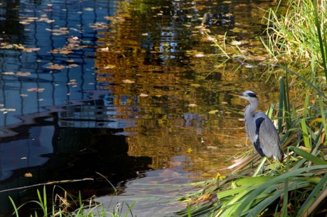 Percy Place, Grand Canal, Dublin, Ireland, November 2019 © Tom O'Connor 2019