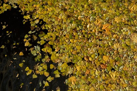 Mespil Road, Grand Canal, Dublin, Ireland, November 2019 © Tom O'Connor 2019