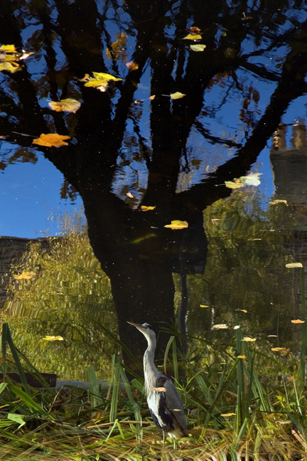 Percy Place, Grand Canal, Dublin, Ireland, November 2019 © Tom O'Connor 2019