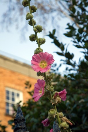 Leeson Street, Dublin, Ireland, November 2019 © Tom O'Connor 2019