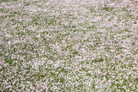 Herbert Park, Dublin, Ireland, April 2020