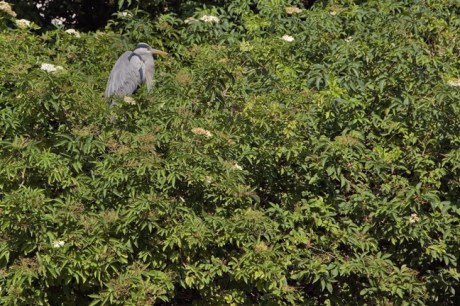 The Dodder, Dublin, Ireland, May 2020