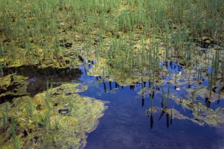 The National Stud, Kildare, Ireland, July 2020