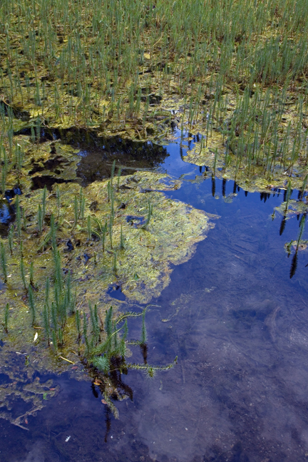 The National Stud, Kildare, Ireland, July 2020