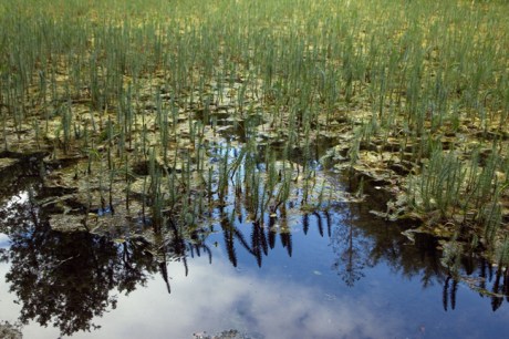 The National Stud, Kildare, Ireland, July 2020