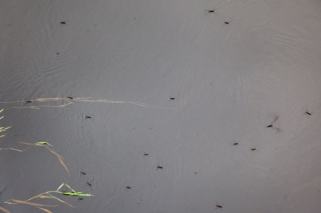 Rosnaree, Meath, Ireland, August 2020