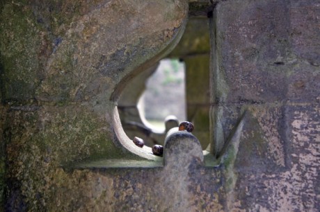 Kilcooley Abbey, Tipperary, Ireland, June 2020