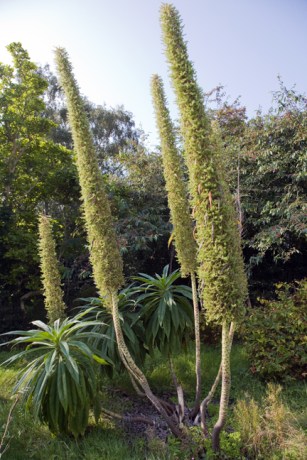 St. Mary's, Dublin, Ireland, August 2020