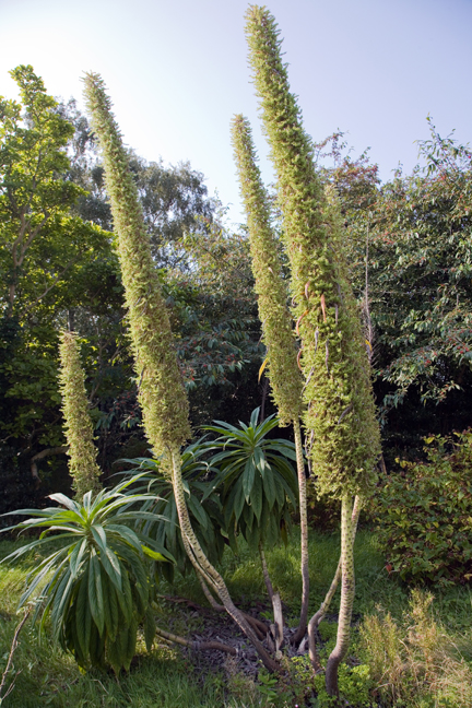St. Mary's, Dublin, Ireland, August 2020