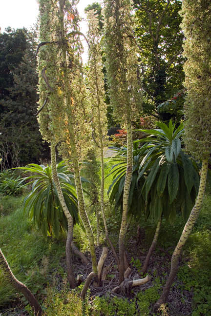 St. Mary's, Dublin, Ireland, August 2020