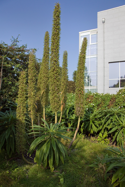 St. Mary's, Dublin, Ireland, August 2020