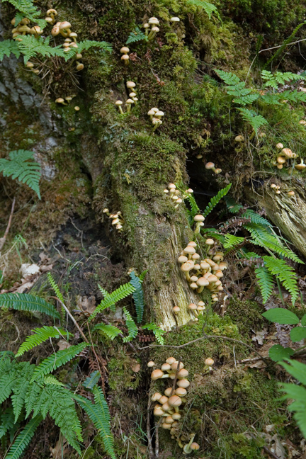 Glendalough, Wicklow, Ireland, July 2020