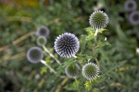 Moone, Kildare, Ireland, July 2020