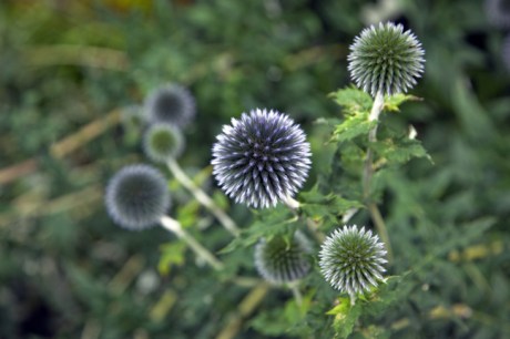 Moone, Kildare, Ireland, July 2020