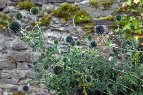 Moone, Kildare, Ireland, July 2020
