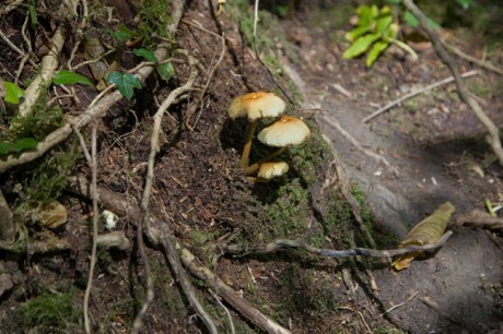 Knocksink Wood, Wicklow, Ireland, July 2020