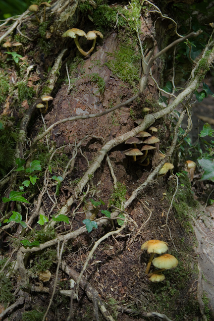 Knocksink Wood, Wicklow, Ireland, July 2020