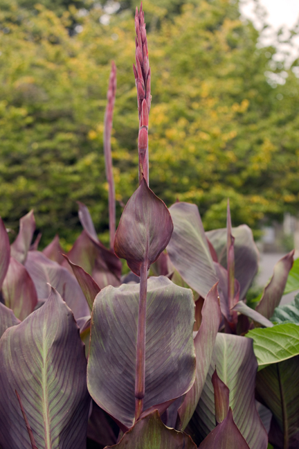 Botanical Gardens, Dublin, Ireland, 2021