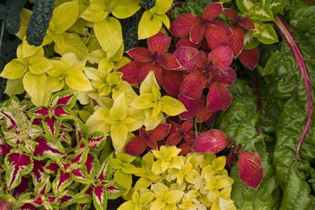 Botanical Gardens, Dublin, Ireland, 2021