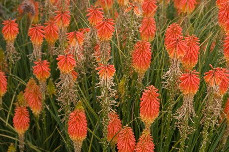 Botanical Gardens, Dublin, Ireland, 2021