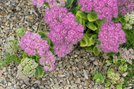 Botanical Gardens, Dublin, Ireland, 2021