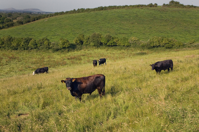 Rath, Clare, Ireland, 2021