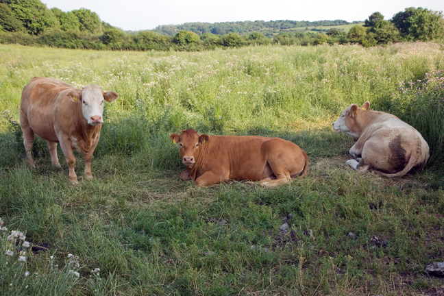 Dysert O’Dea, Clare, Ireland, 2021