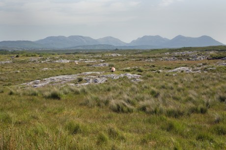 Mannin, Galway, Ireland, 2021